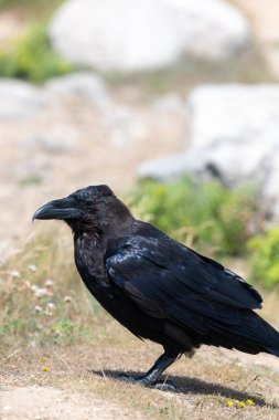 Yere tüneyen bir kuzgunun (corvus corax) yakınında