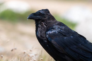 Yere tüneyen bir kuzgunun (corvus corax) yakınında