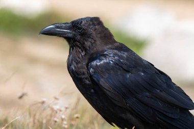 Yere tüneyen bir kuzgunun (corvus corax) yakınında