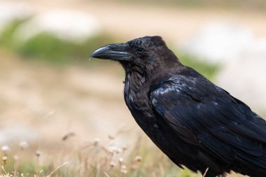 Yere tüneyen bir kuzgunun (corvus corax) yakınında