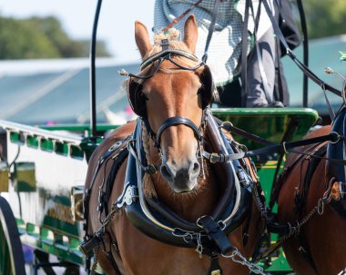 Shire atlarının kırsal bir gösteride at arabası çekmesi.