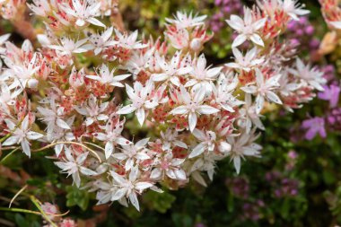 Çiçek açan İngiliz taşının (sedum anglicum) kapanışı