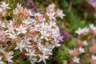 Çiçek açan İngiliz taşının (sedum anglicum) kapanışı