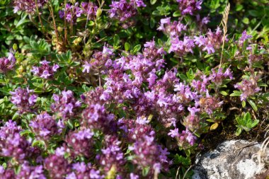 Çiçekler açan kediotu (valeriana officinalis) çiçeklerine yakın çekim