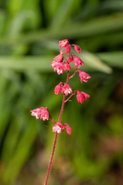 Açan mercan çanları (heuchera sanguinea) çiçeklerini kapat