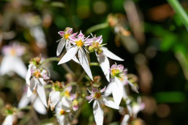 Çiçek açarken sürünen saksafona (saxifraga stolonifera) yaklaş