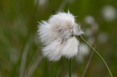Yaban tavşanlarının kuyruk pamuk otlarını (eriophorum vajinatum) çiçek açarak kapatın