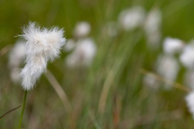 Yaban tavşanlarının kuyruk pamuk otlarını (eriophorum vajinatum) çiçek açarak kapatın