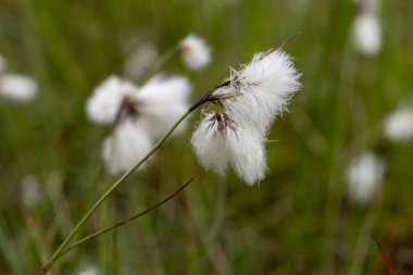 Yaban tavşanlarının kuyruk pamuk otlarını (eriophorum vajinatum) çiçek açarak kapatın