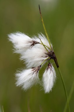 Yaban tavşanlarının kuyruk pamuk otlarını (eriophorum vajinatum) çiçek açarak kapatın