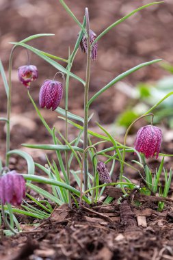 Mor bir yılanın baş fritillersi (fritillaria meleagris) çiçeğinin açılışını kapat