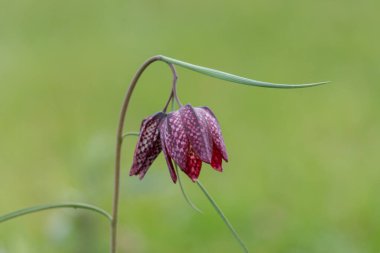 Mor bir yılanın baş fritillersi (fritillaria meleagris) çiçeğinin açılışını kapat
