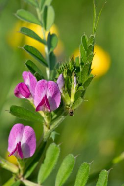 Çiçeklerin çiçek açtığı ortak bir nokta (vicia sativa) var.