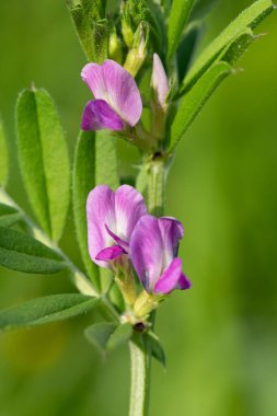 Çiçeklerin çiçek açtığı ortak bir nokta (vicia sativa) var.