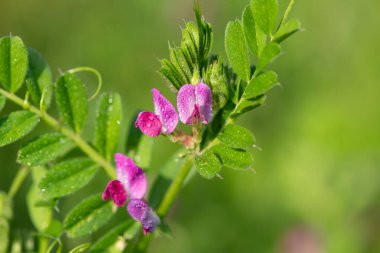 Çiy damlacıklarıyla kaplanmış genel bir 