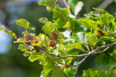 Ağaçtaki ortak kayın (fagus sylvatica) fındıkları kapat