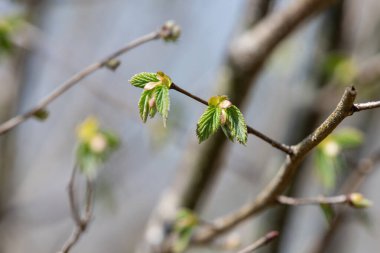 Yaygın Hazel (Corylus avellana) yapraklarının makro çekimi