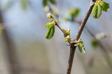 Yaygın Hazel (Corylus avellana) yapraklarının makro çekimi