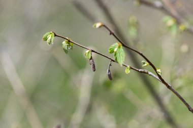 Yaygın Hazel (Corylus avellana) yapraklarının makro çekimi