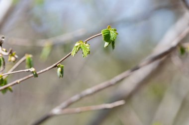 Yaygın Hazel (Corylus avellana) yapraklarının makro çekimi