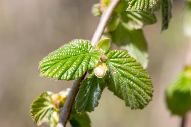 Yaygın Hazel (Corylus avellana) yapraklarının makro çekimi