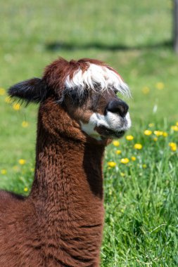 Bir alpaka 'nın kafasından vuruşu (lama pacos)