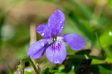 Bir İngiliz menekşesi (viyola odorata) çiçeğinin çiçek açışı