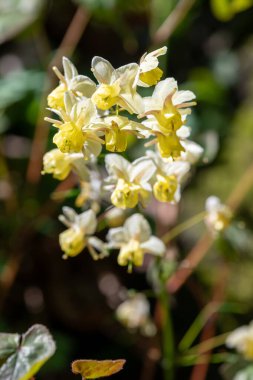 Çiçek açan epimedium x versicolor çiçeklerini kapat