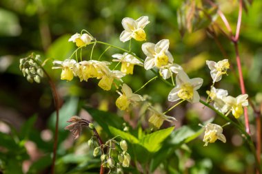 Çiçek açan epimedium x versicolor çiçeklerini kapat