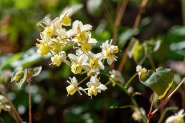 Çiçek açan epimedium x versicolor çiçeklerini kapat