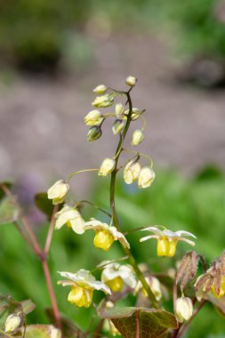 Çiçek açan epimedium x versicolor çiçeklerini kapat