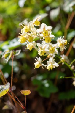 Çiçek açan epimedium x versicolor çiçeklerini kapat