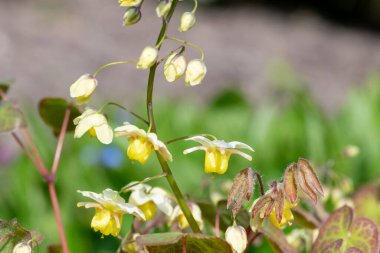 Çiçek açan epimedium x versicolor çiçeklerini kapat