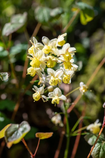 Çiçek açan epimedium x versicolor çiçeklerini kapat