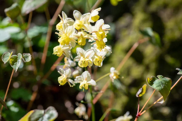 Çiçek açan epimedium x versicolor çiçeklerini kapat