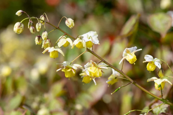 Çiçek açan epimedium x versicolor çiçeklerini kapat