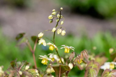 Çiçek açan epimedium x versicolor çiçeklerini kapat
