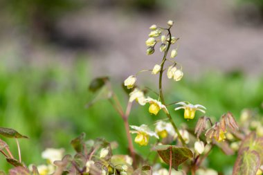 Çiçek açan epimedium x versicolor çiçeklerini kapat