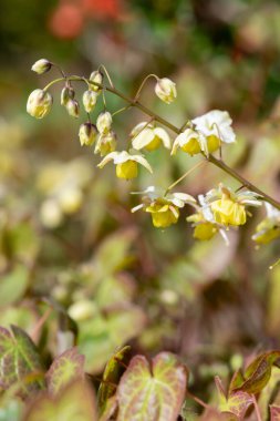Çiçek açan epimedium x versicolor çiçeklerini kapat
