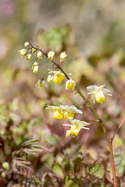 Çiçek açan epimedium x versicolor çiçeklerini kapat