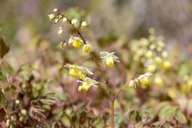 Çiçek açan epimedium x versicolor çiçeklerini kapat