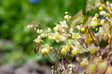 Çiçek açan epimedium x versicolor çiçeklerini kapat