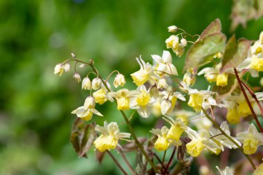 Çiçek açan epimedium x versicolor çiçeklerini kapat