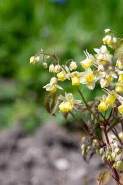 Çiçek açan epimedium x versicolor çiçeklerini kapat