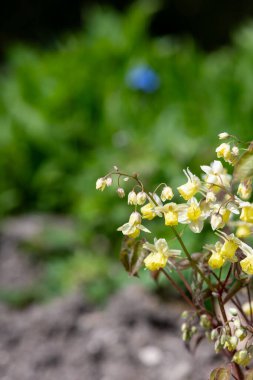Çiçek açan epimedium x versicolor çiçeklerini kapat