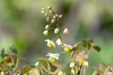 Çiçek açan epimedium x versicolor çiçeklerini kapat
