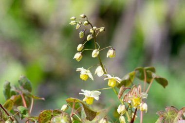 Çiçek açan epimedium x versicolor çiçeklerini kapat