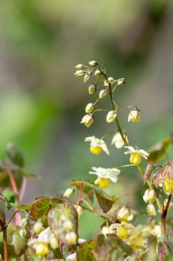 Çiçek açan epimedium x versicolor çiçeklerini kapat