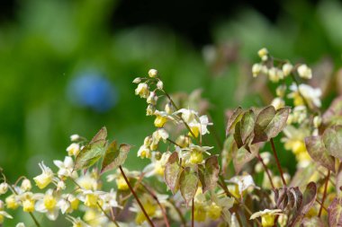 Çiçek açan epimedium x versicolor çiçeklerini kapat