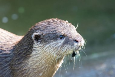 Avrupalı bir su samurunun kafasından vuruşu (lutra lutra lutra)